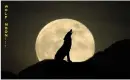 Howling Wolf