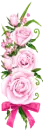 pink roses
