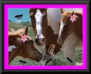 Horses