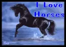 I Love Horses