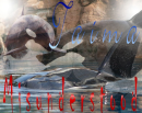 Taima: Misunderstood beauty