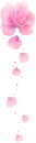 pink roses