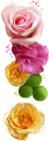 roses