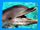 Can You Hear me Calling?