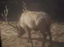 Elk eating grass