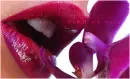 orchid