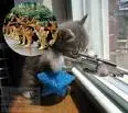 Kitty Sniper
