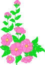 pink flowers