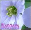 Blue flower