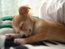 Sweet Dreams