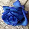 Blue Rose