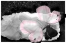 mariposa herida