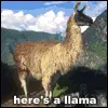 LLAMAS!