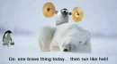 animals