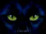 Blk Cat icon