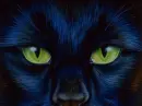 Blk Cat Bkgrnd