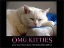 omg kitties