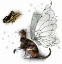 Fairy Cat 3