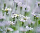 flowers....cute
