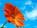 orange flower