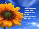 flowers....and quotes2