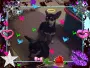 chihuahuas