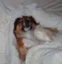 Dog Napping