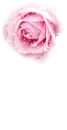 pink rose