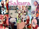 sakura