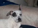 Pepper...my dog
