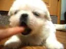lil nibbles