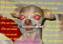 insane dog