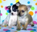 puppys