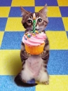 wanna cuppcake?