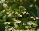 cute flowers