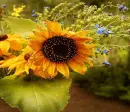 yellow and blue flowers..