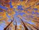 forest trees..and a blue sky..