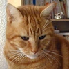 ginger cat