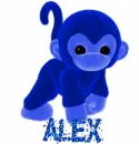 Sasha monkeys