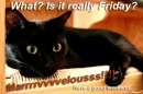 What? Is It Friday Already?