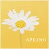 Spring Yellow Daisy