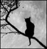 Black Cat 