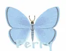 Perry