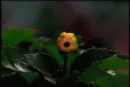 blossoming flower