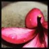Flower avatar