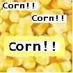 Corn!! Corn!! Corn!!