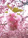 sakura blossom tree