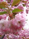 sakura blossom tree