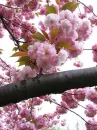 sakura blossom tree