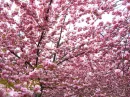 sakura blossom tree